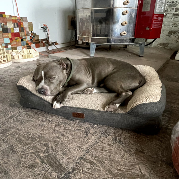 A gray American pitbull-type dog sleeps comfortably on a dark gray and beige pet bed in a workshop or studio environment with a large metal tank and red vending machine in the background.