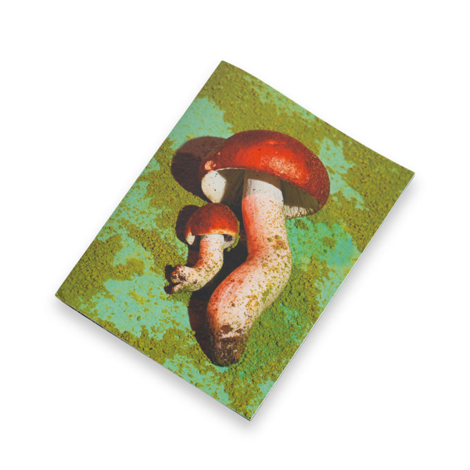 Mushrooms & Friends by Phyllis Ma