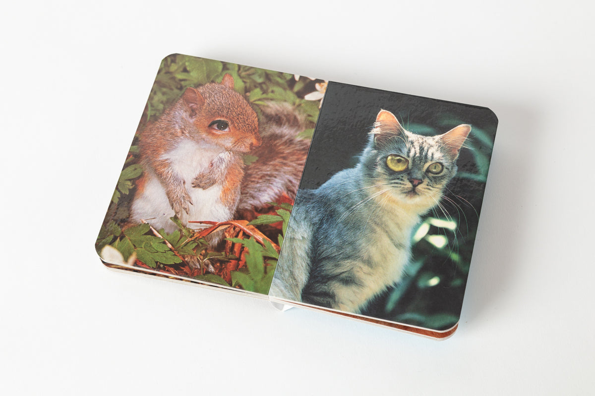 Various Animals by Chantal Rens